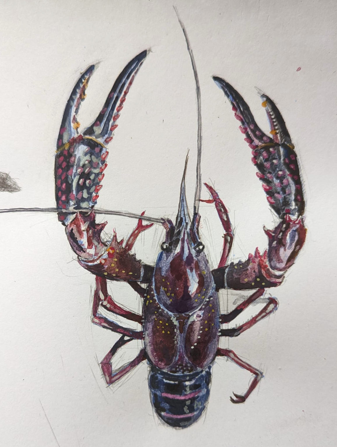 Procambarus clarkii illustration