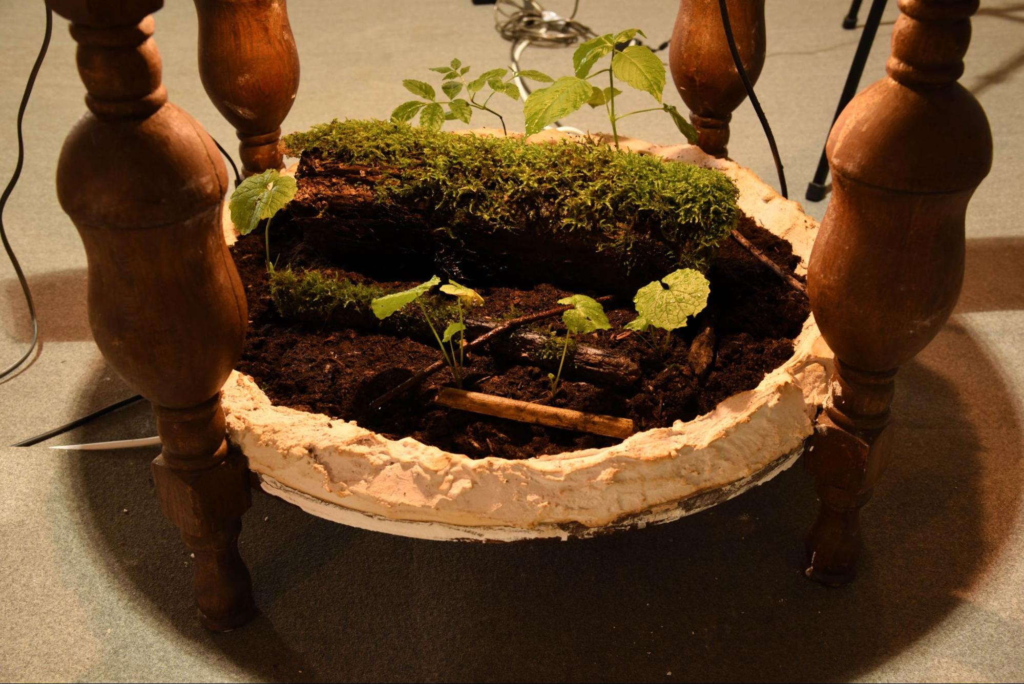 Second Nature - detailed view of plants and interactive elements